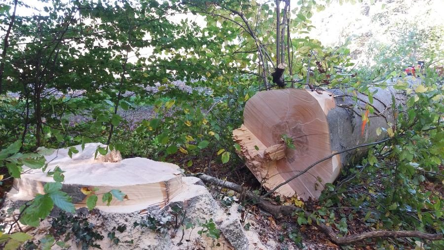 Frisch gefällte Buche im Wald