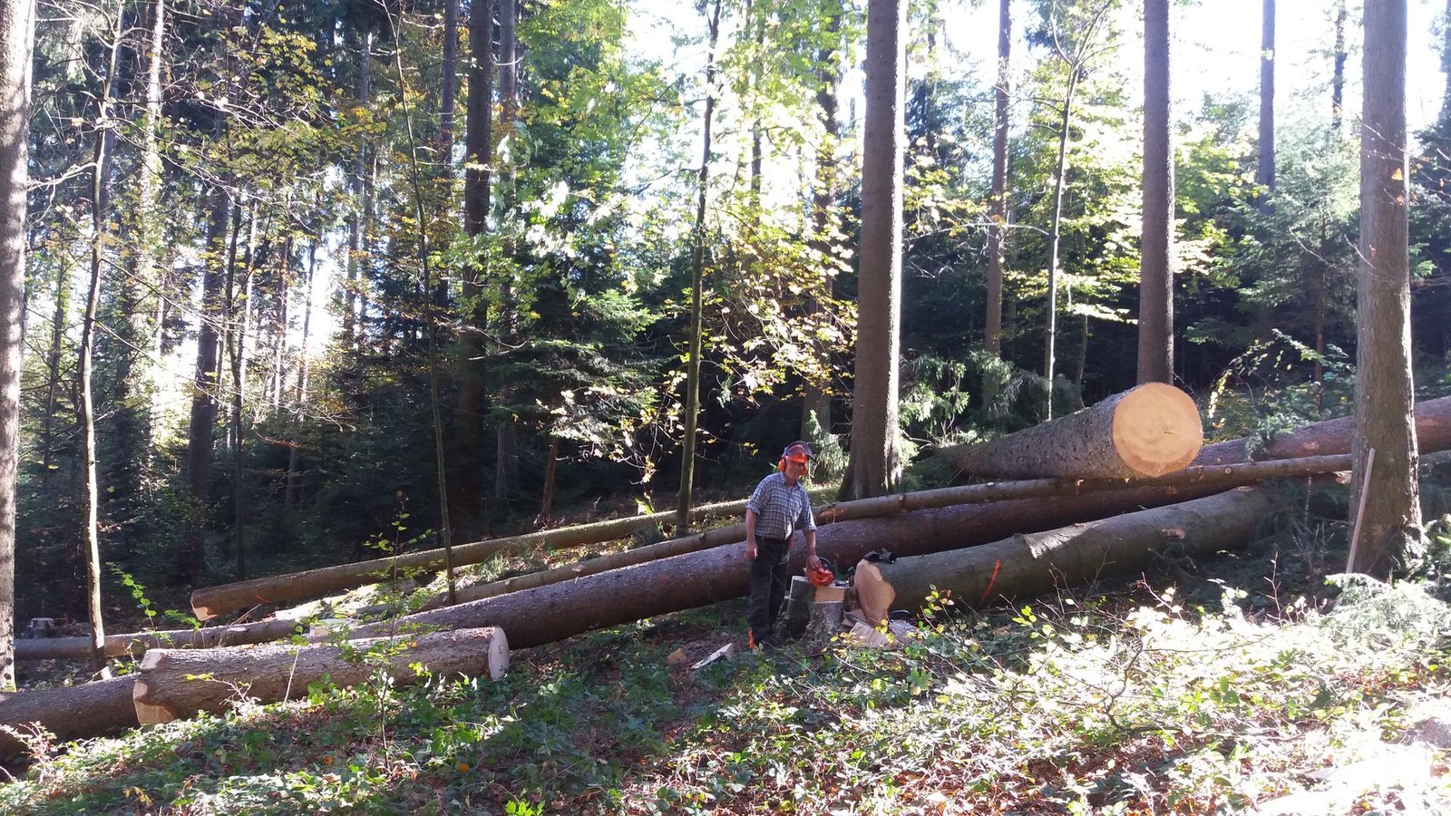 Holzfäller mit Motorsäge neben gefällten Stämmen im Wald bei Binz