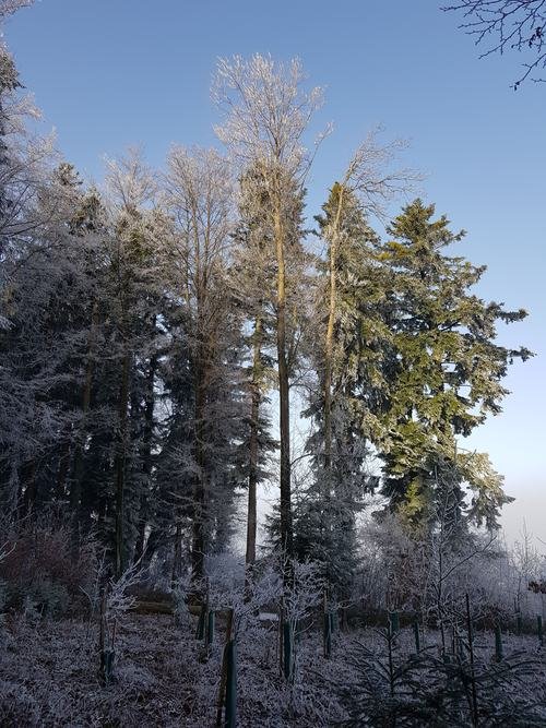 Winterwald mit Raureif unter blauem Himmel